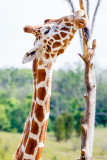 Giraffe snack