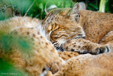 Sleeping bobcats