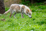 Wolf walking