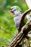 Derbyan Parakeet