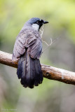 Laughingthrush
