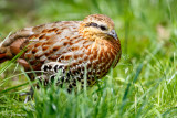 Partridge