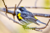 Singing Warbler