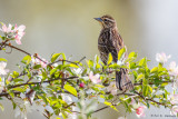 Female Blackbird