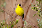 Resting Goldfinch