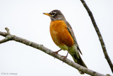 Robin, gray sky