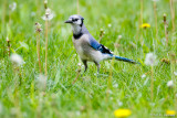 Blue Jay in grass