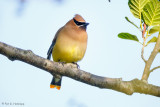 Waxwing on limb