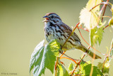 Singing in the morning