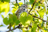 Sparrow in leaves
