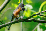 Towhee profile