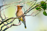 Waxwing in sun