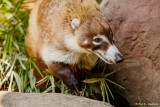 White-nosed coati