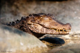 Dwarf caiman