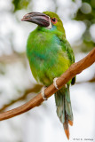 Toucanet