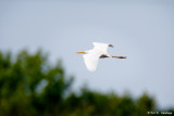 In flight