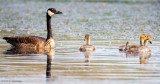 Family of geese