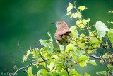 Thrasher and leaves