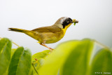 Yellowthroat profile