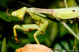 Mantis