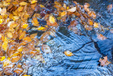 Leaves in a stream