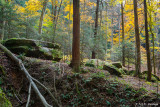 Forest hillside