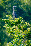 Top of the tree