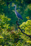 On a dead limb