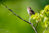 Singing