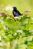 Leafy perch