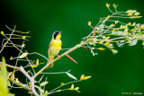 Yellowthroat singing