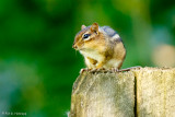 Lookout