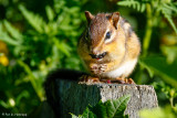 Eating a blackberry