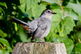 Catbird on post