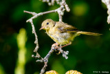 Female Yellowthroat