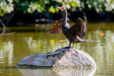 Drying wings