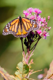 Monarch in field
