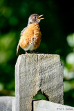 Robin on post