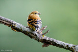 Young Goldfinch