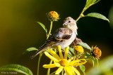 Eating seeds