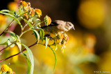 Goldfinch in sun