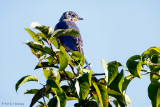 Bluebird, blue sky