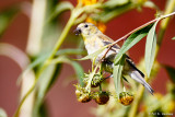 Flowery perch