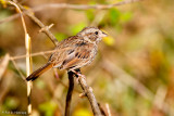 Field perch