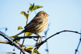 Female Finch