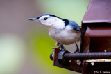 Nuthatch on feeder