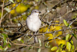 Mockingbird