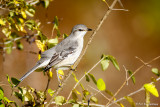 Mockingbird and leaves