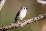 Titmouse in sun