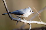On a limb
